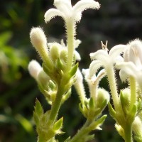 Knoxia spicata (Thwaites ex Trimen) Ridsdale